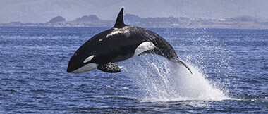 Orca Programme