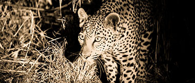 Nocturnal Safaris