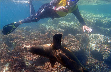  Snorkelling with Sea Lions