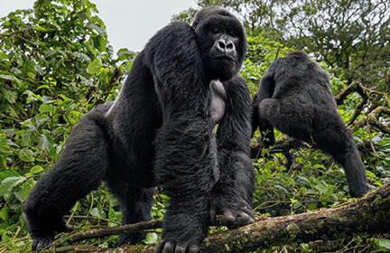 Primates and Mountain Gorillas