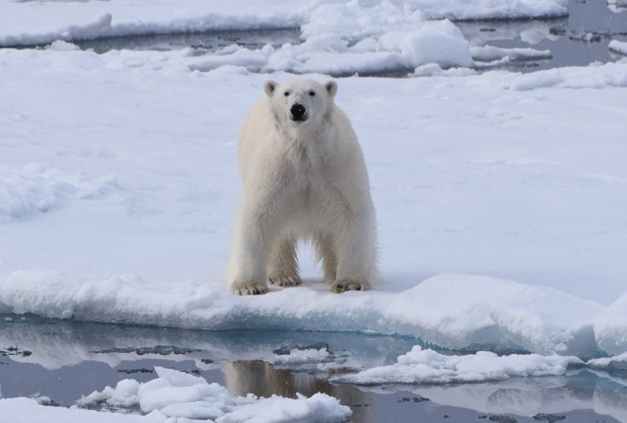 Introduction to Spitsbergen: Polar Bear Safari 9 days