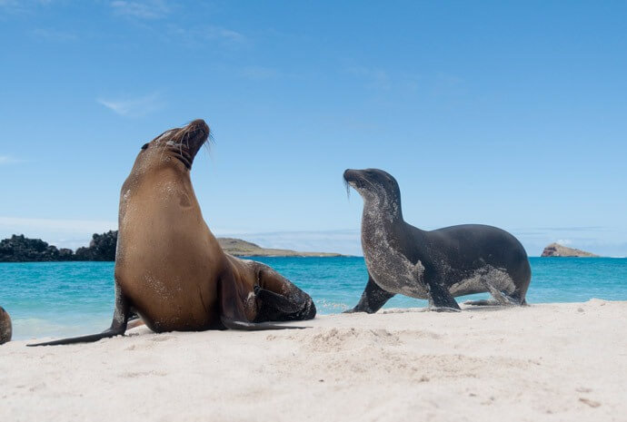 Family Galapagos – South, East & Central Islands - North & Central Islands also Available