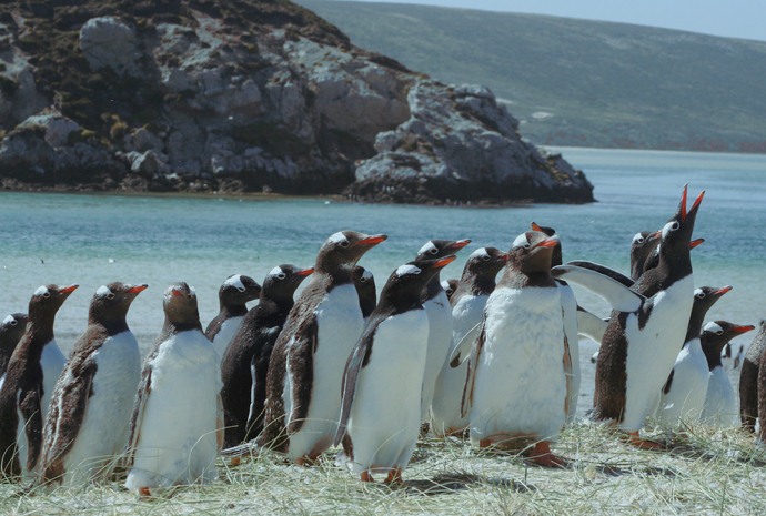 15 day Comprehensive Falklands Birds and Wildlife Tour