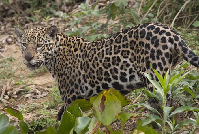 Pantanal Jaguar Extreme Expedition 11 days