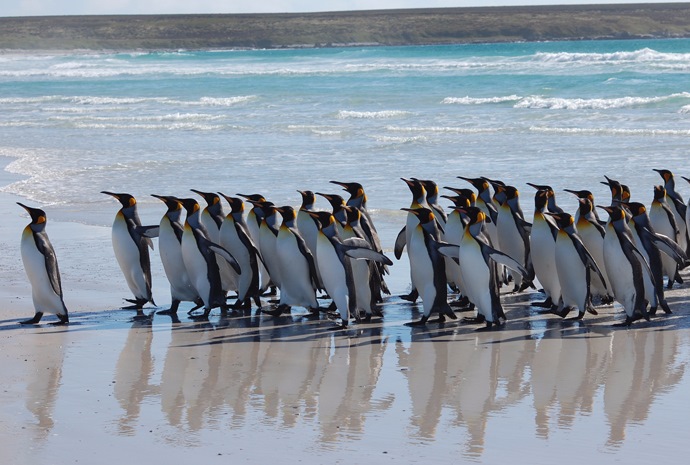 Falkland Islands Birds & Wildlife 10 days