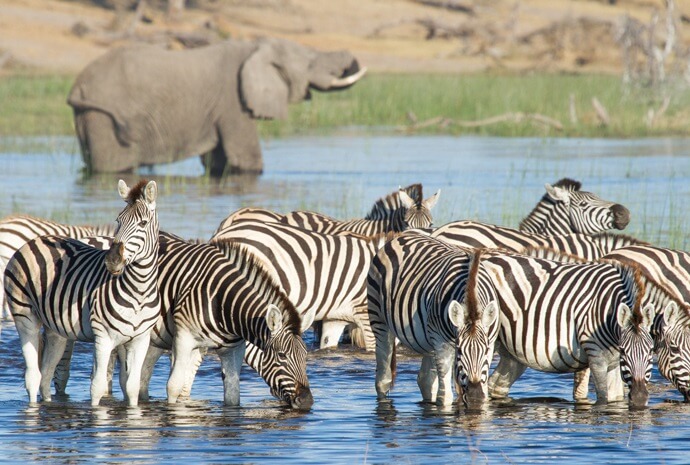 Botswana Zebra Migration Special 7 Days