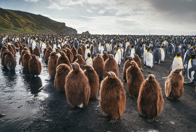 South Georgia & Antarctic Peninsula Penguin Safari 16 Days