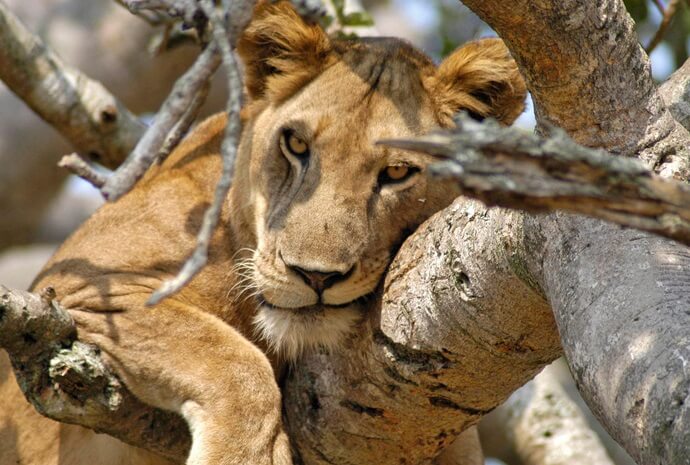 Luxury Uganda Wildlife Safari 10 Days