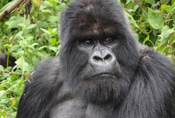 Rwanda Gorilla Trekking 4 Days