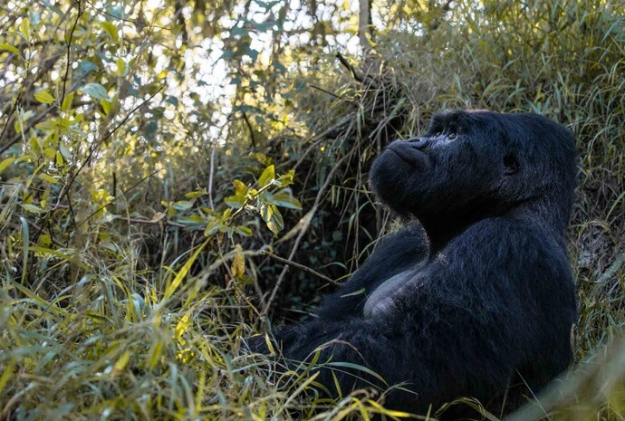 Luxury Rwanda Gorilla Trekking 5 Days