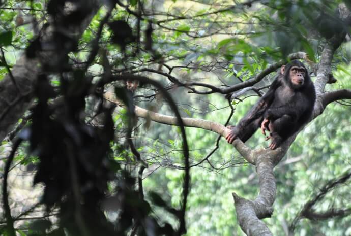 Rwanda Primate Safari 7 Days