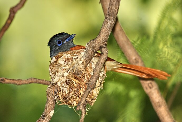 Namibia Birding Special – Self-Drive 17 Days