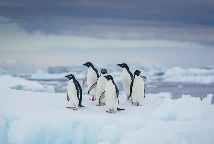 Antarctic Explorer 11 Days
