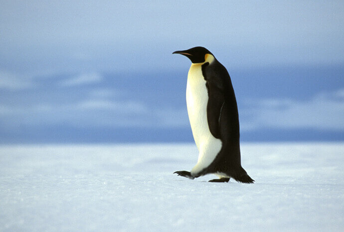 Weddell Sea Emperor Penguin Voyage with Helicopters 11 days