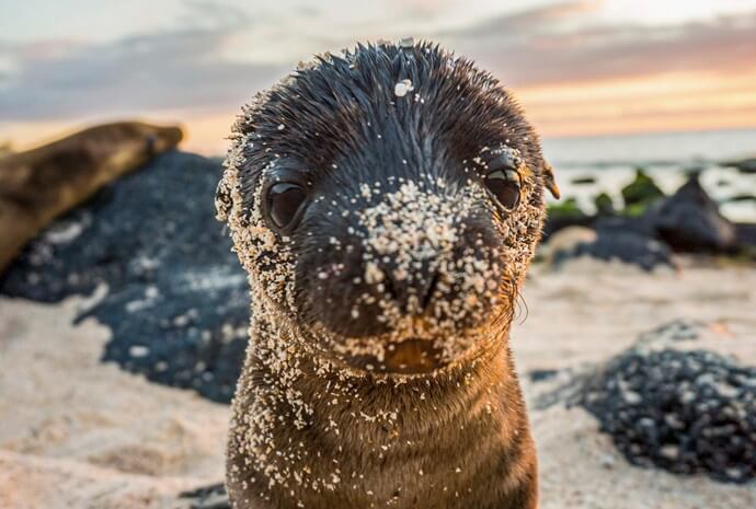 Luxury Galapagos - West & Central Islands 10 Days