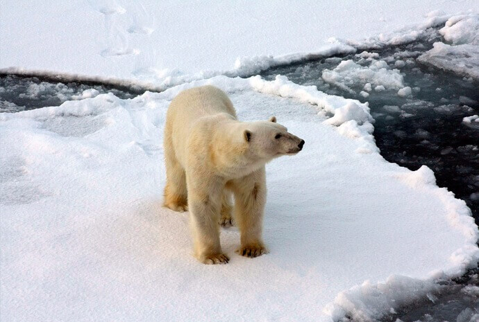 Realm of the Polar Bear in Depth 11 days