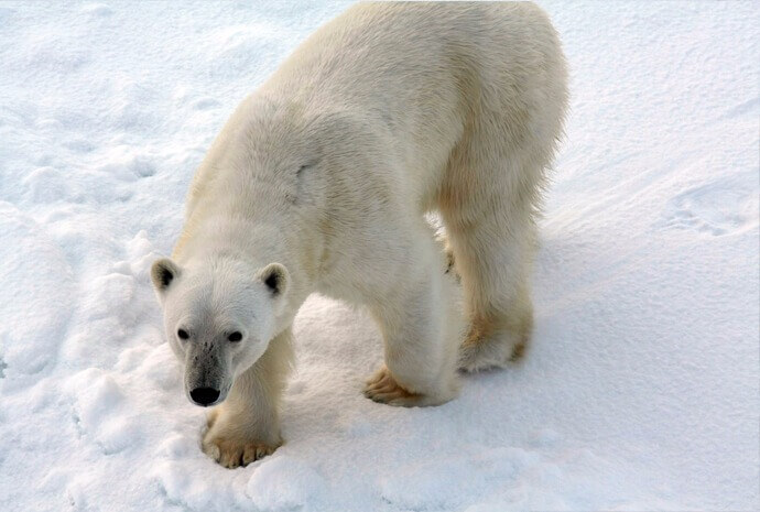 Realm of the Polar Bear 8 days