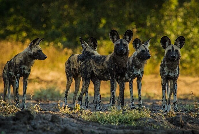 Zimbabwe Mana Pools Wild Dogs Safari Special with Award-Winning Photographer Nick Dyer – 7 Days – Small Group, Max 6 people