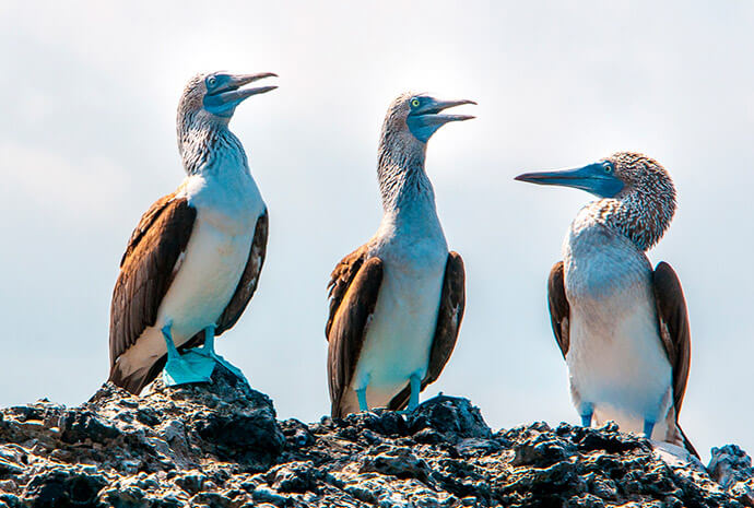 Galapagos North, Central & South Islands 10 Days