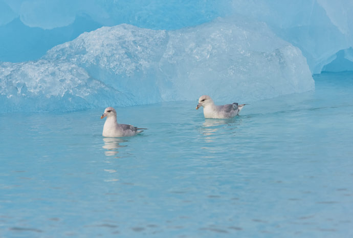 Around Spitsbergen Polar Bears & Birding Special - 10 days