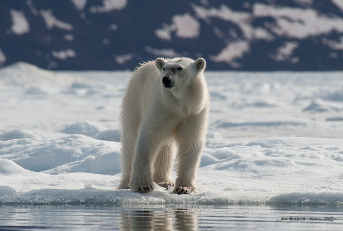 North Spitsbergen Polar Bears - 8 Days