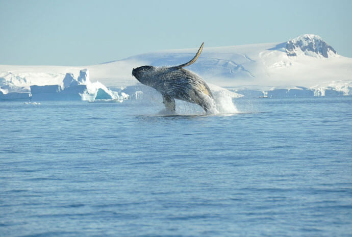 Antarctica & Polar Circle Whale Watching Special 12 days