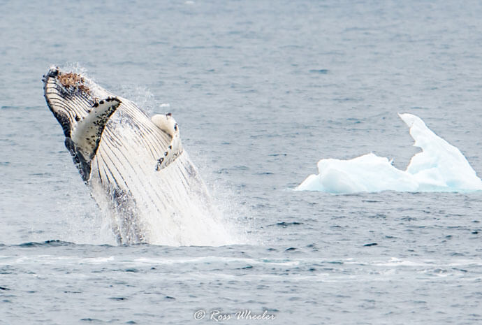 Antarctic Peninsula Discovery Whale Watching Special 10 days