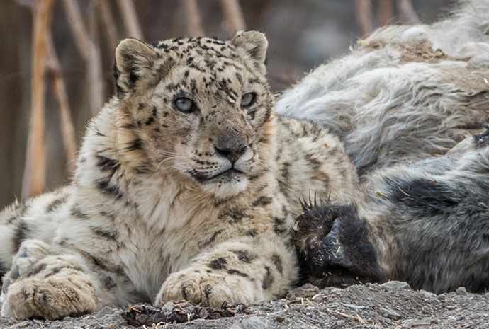 In Search of the Snow Leopard in the Upper Himalayas