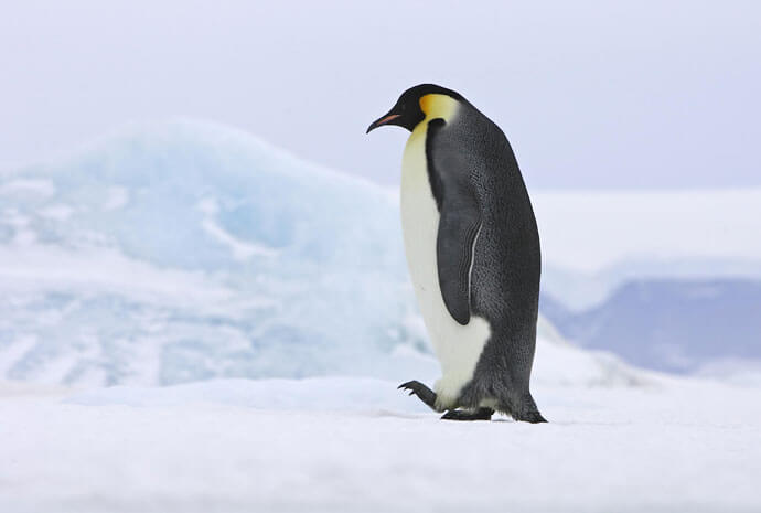 Emperor Penguins Below the Antarctic Circle – Luxury – 16 Days