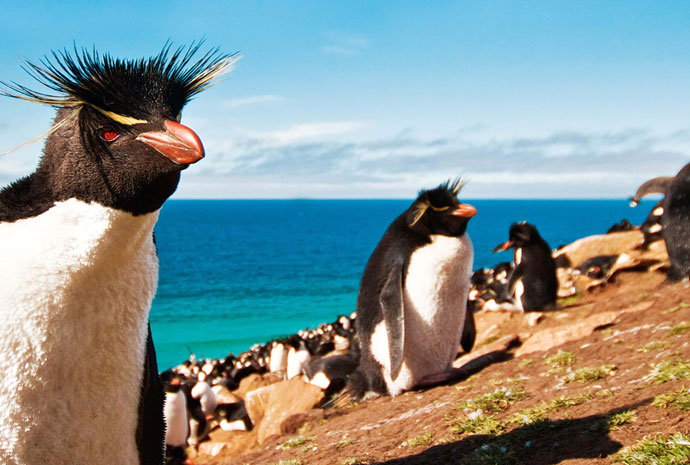 Luxury Falklands, South Georgia and Antarctic Peninsula 21 days