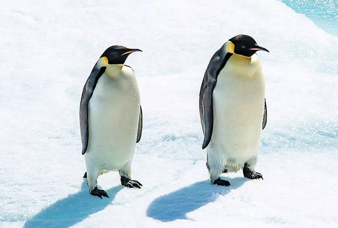 The Emperor Penguins of the Weddell Sea - 16 days