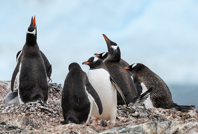 South Shetlands Islands, Antarctica and Crossing the Circle 11 Days