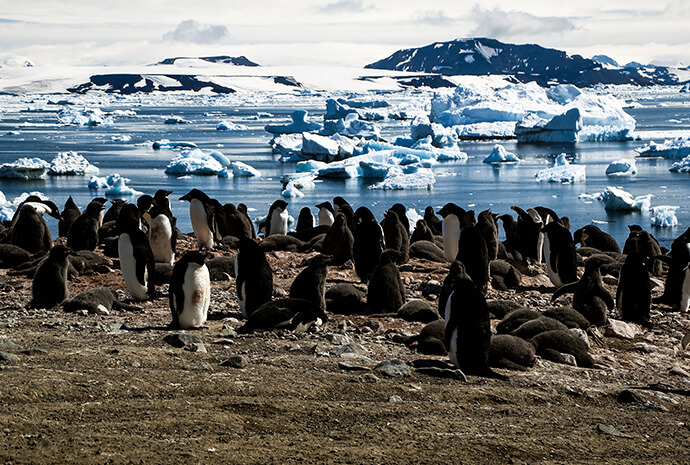 ANTARCTIC PENINSULA AND THE EXTREME WEDDELL SEA 11 Days