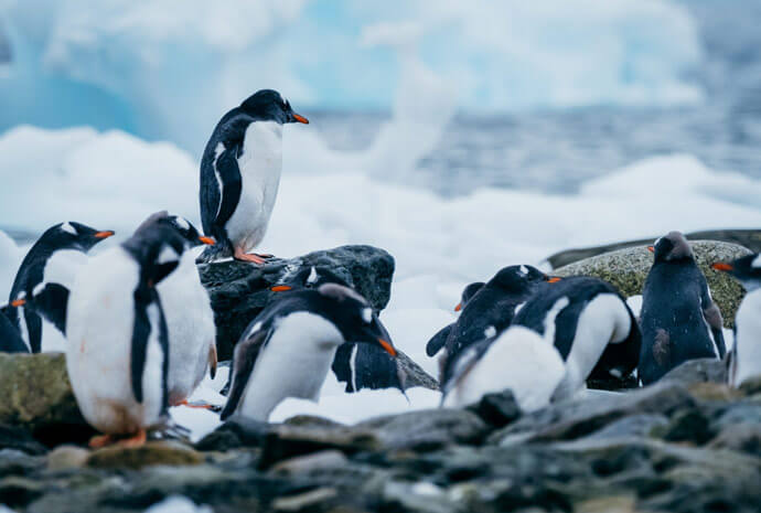 Antarctic Peninsula in Depth 15 Days