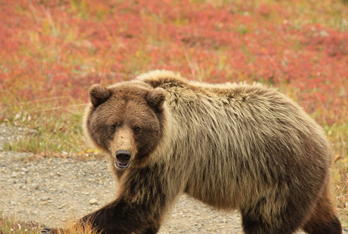 Alaska’s Treasures – Bears, Whales and Glaciers – Privately Guided