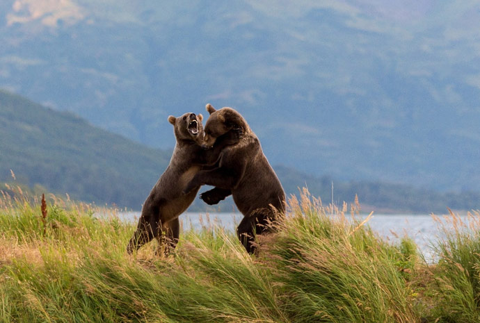 Kodiak Island Brown Bear Experience – 4 Days