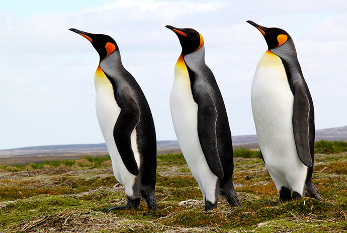 Falklands & South Georgia Photography Special – Land & Cruise Combo with Expert Photo Guides 