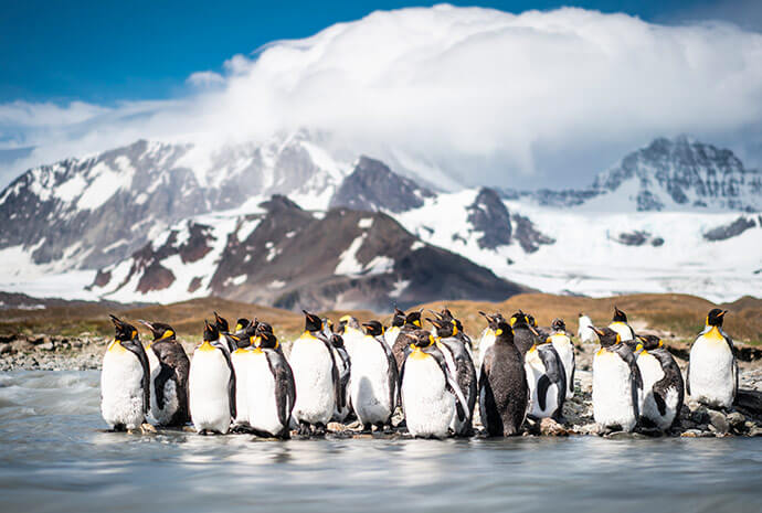 Expedition Antarctica – Falklands, South Georgia & Antarctica