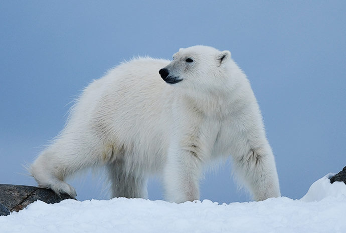 Svalbard Through the Lens – Photography Special