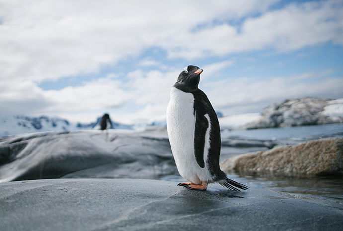 Antarctica Through the Lens – Photography Special 11 Days