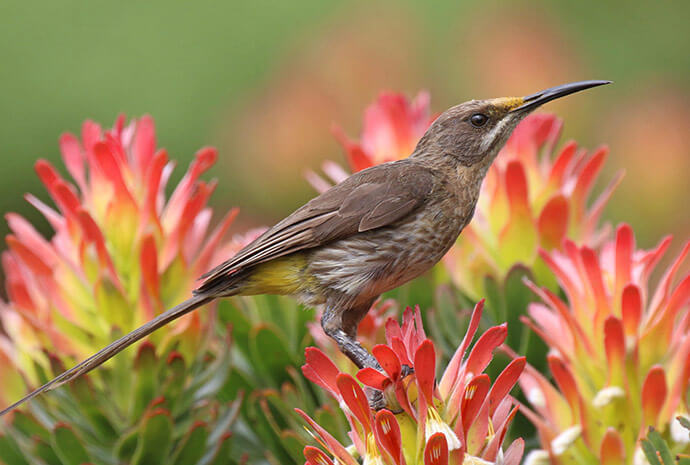 South Africa Birding Special - Self Drive 14 Days
