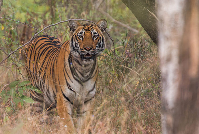 Lions, Tigers & Bears - India Jungle Adventure