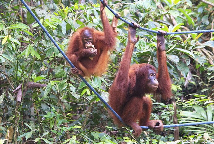 Jungle VIP's Borneo Adventure 12 Days
