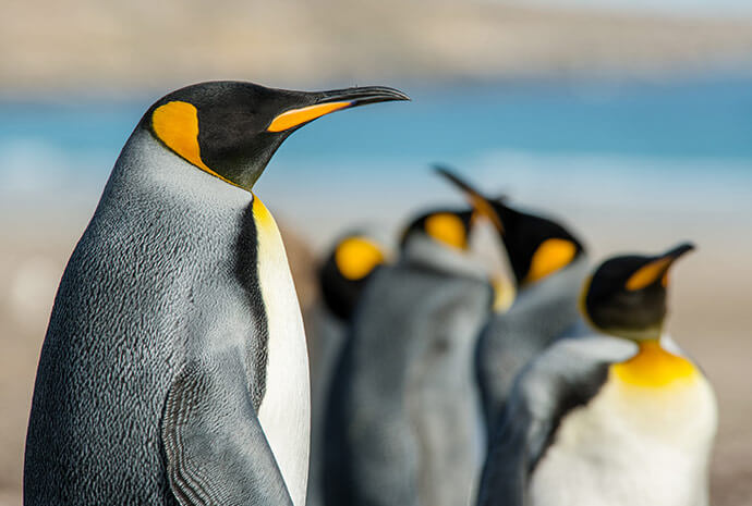 Wild Nature of Argentina & The Falklands