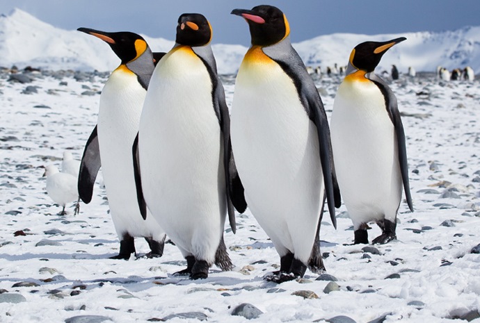 Antarctica Bird Expeditions - Penguins & More | Wildfoot Travel