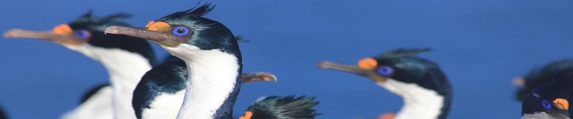 Antarctica Bird Expeditions - Penguins & More | Wildfoot Travel